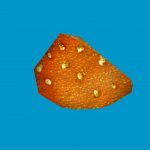 jn_orange_mushroom_01_gib04