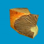 jn_orange_mushroom_02_gib01
