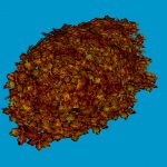 jn sanicle bush orange