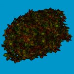 jn sanicle bush red