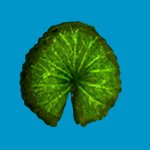 lilly pad 01