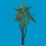 baum03