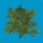 baum05