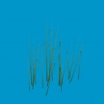 grass