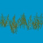 growth c