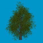 tree_oak1