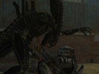 AVP Pack